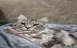 Maine Coon cats for sale: 6 TICA-Registered Maine Coon Kittens Available - Image 23