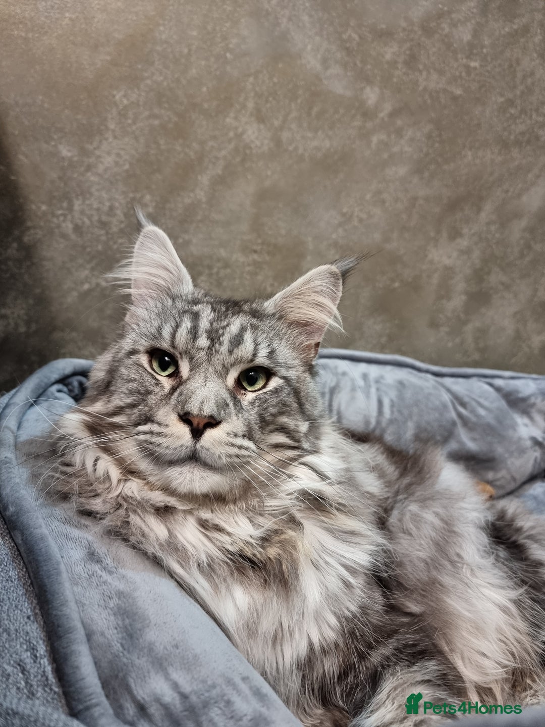 Maine Coon cats for sale: 6 TICA-Registered Maine Coon Kittens Available - Image 23