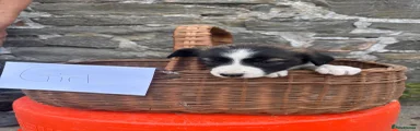 Border Collie 5