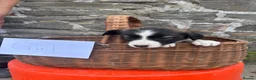 Border Collie dogs for sale: 6 border collie puppies  - Advert 6
