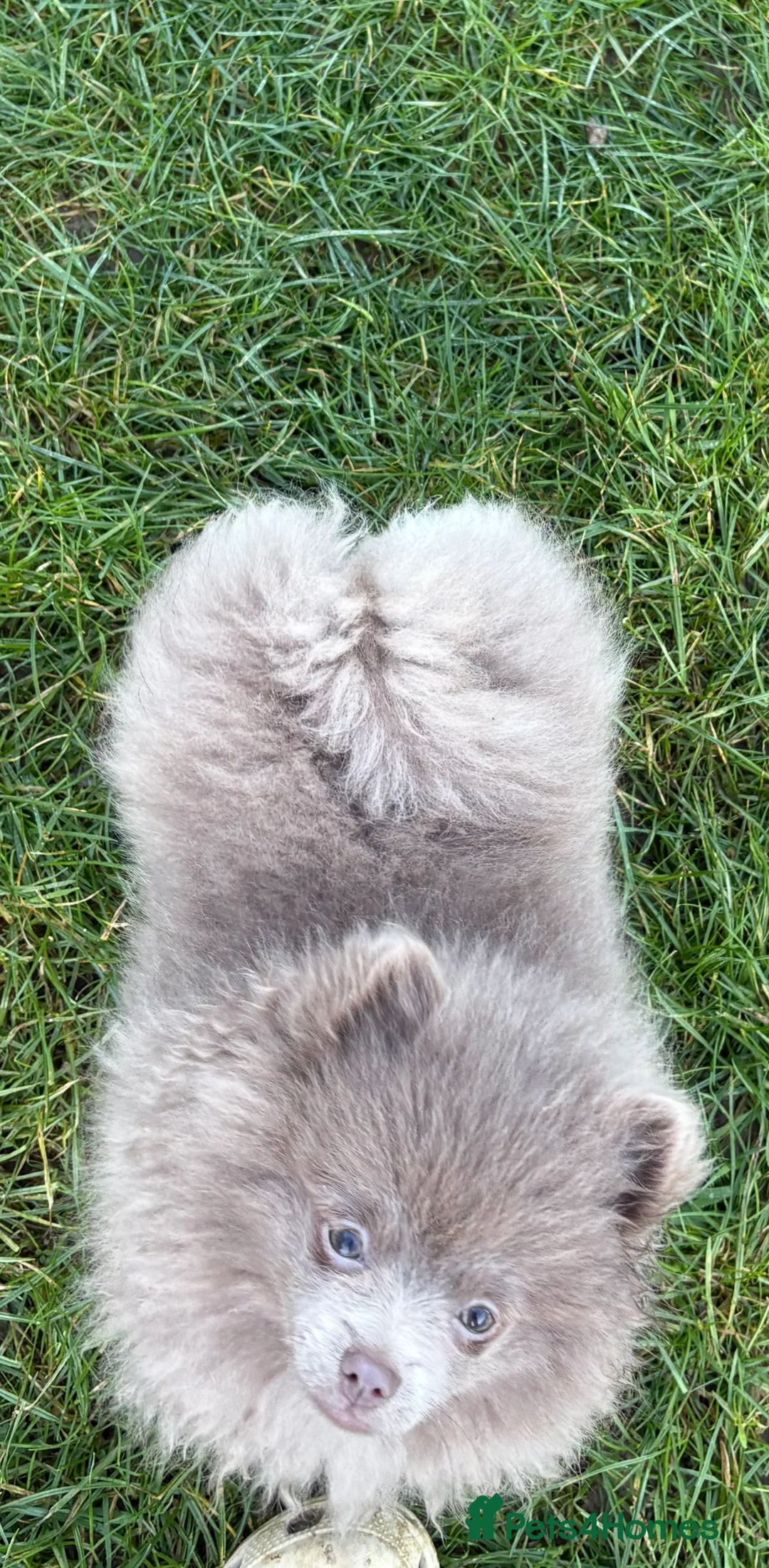 Pomeranian dogs for sale: Rare lilac girl. Amazing colour - Advert 2
