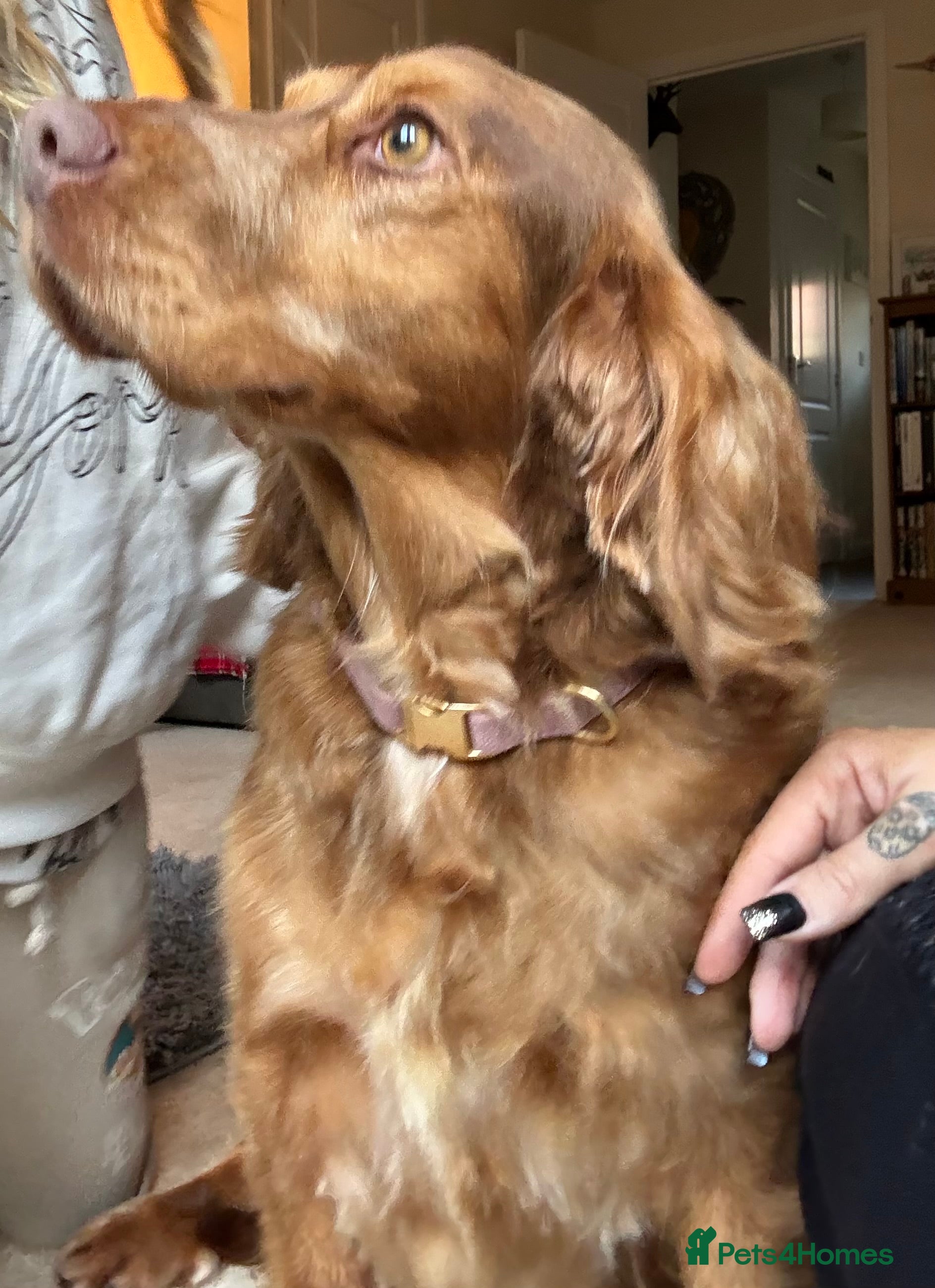 Cocker Spaniel dogs 3.5 year old cocker spaniel   - Advert 10