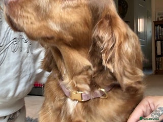 Cocker Spaniel dogs 3.5 year old cocker spaniel - Advert 2