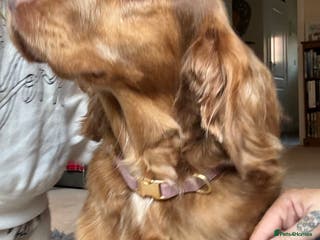 Cocker Spaniel dogs 3.5 year old cocker spaniel - Advert 12