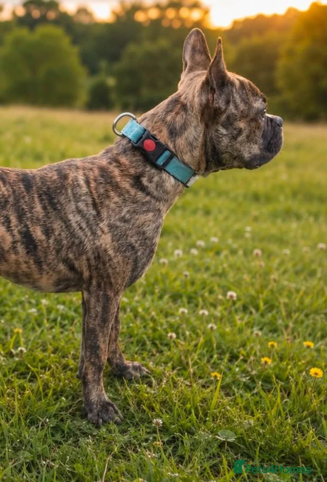 Mixed Breed dogs for sale: Beautiful Bear  - Advert 2