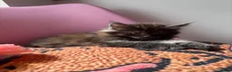 Maine Coon cats for sale: 🖤Stunning Black Smoke Maine Coon Girls - Advert 24