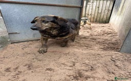 Mixed Breed dogs for adoption: Meet Jess, currently residing in Cheshire  in Nantwich - Image 6
