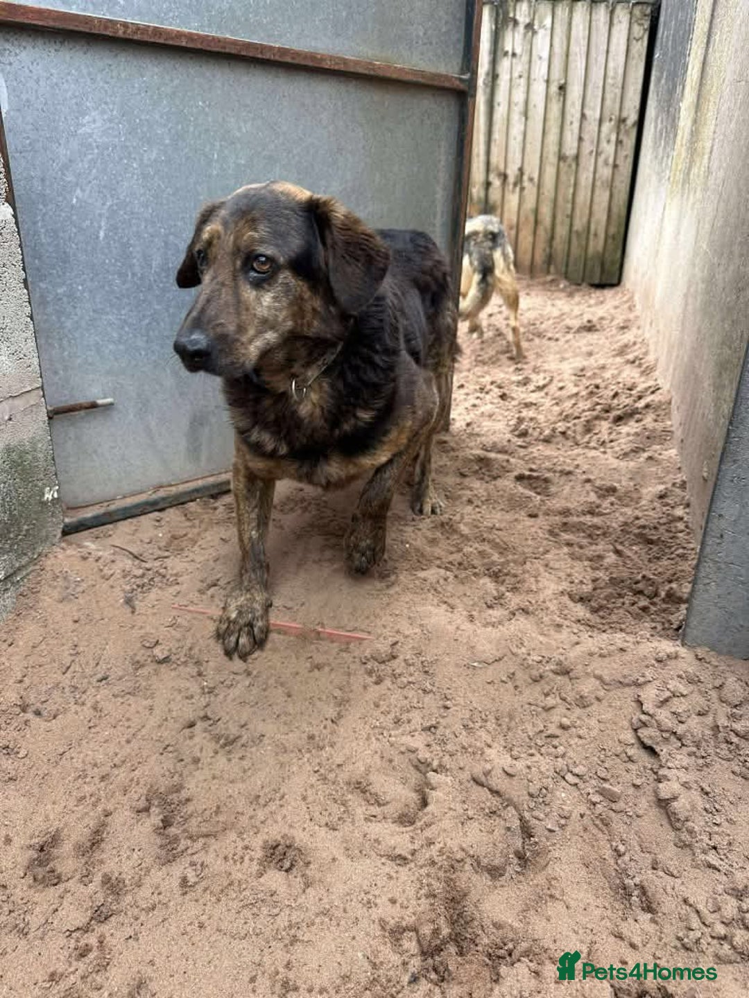 Mixed Breed dogs for adoption: Meet Jess, currently residing in Cheshire  in Nantwich - Image 6