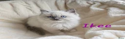 Ragdoll cats for sale:  Ragdoll Kittens FromChampionLines/licence breeder - Advert 6