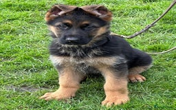 German Shepherd dogs for sale: German Shepherd Dog. - Image 3