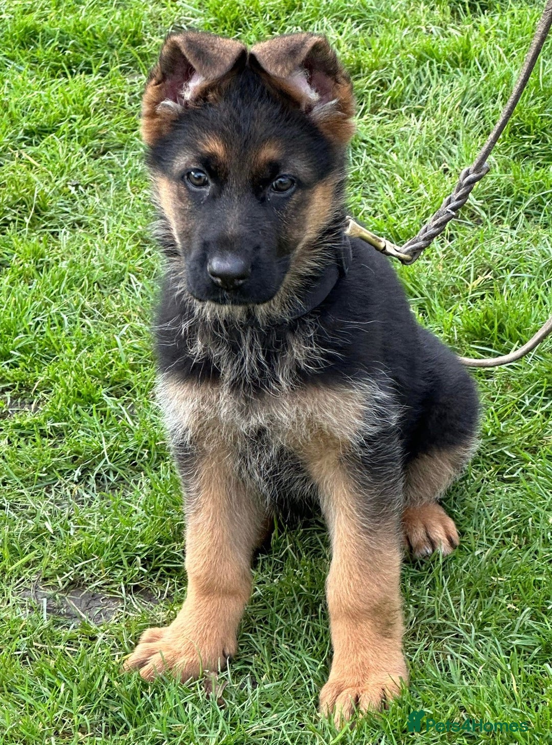 German Shepherd dogs for sale: German Shepherd Dog. - Image 3