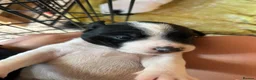 Mixed Breed dogs for sale: 2 jack spaniel pups  in Perth - Advert 7