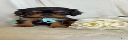 Cavalier King Charles Spaniel dogs for sale: Beautiful Cavalier King Charles puppies - Advert 7