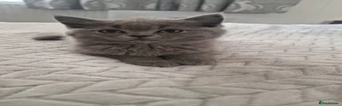 British Shorthair 4