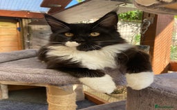 Maine Coon cats for sale: Pedigree Maine Coon Kittens (TICA) - Image 1