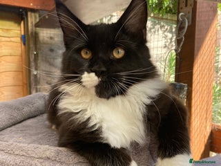 Maine Coon cats - Advert 13