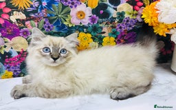 Ragdoll cats for sale: Beautiful Ragdoll Kittens  - Image 32