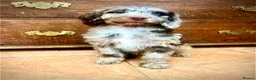 Sproodle dogs for sale: Merle and Chocolate F1  Sproodles  - Advert 5