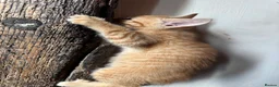 Mixed Breed cats for sale: Beautiful Family-Raised Kittens in Oswestry - Advert 33