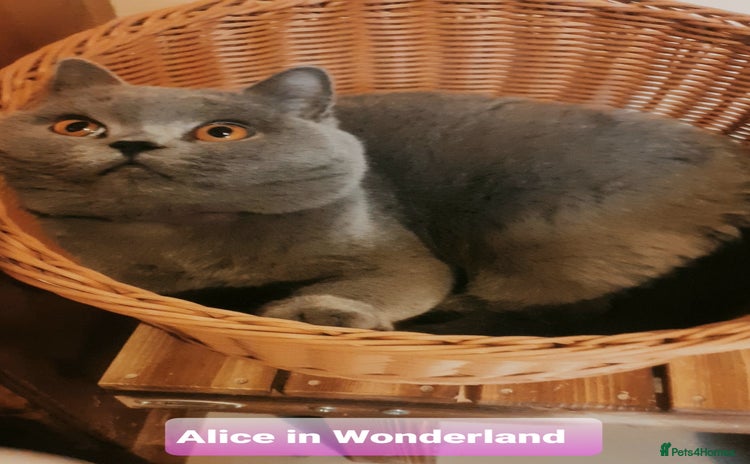 British Shorthair cats Closing of BSH cattery, 50% discount  - Advert 6