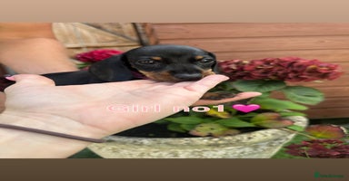 Miniature Dachshund dogs - Advert 14