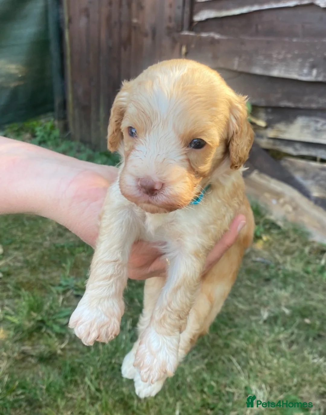 Cockapoo dogs for sale: Cockapoo puppies  in Cranleigh - Advert 2