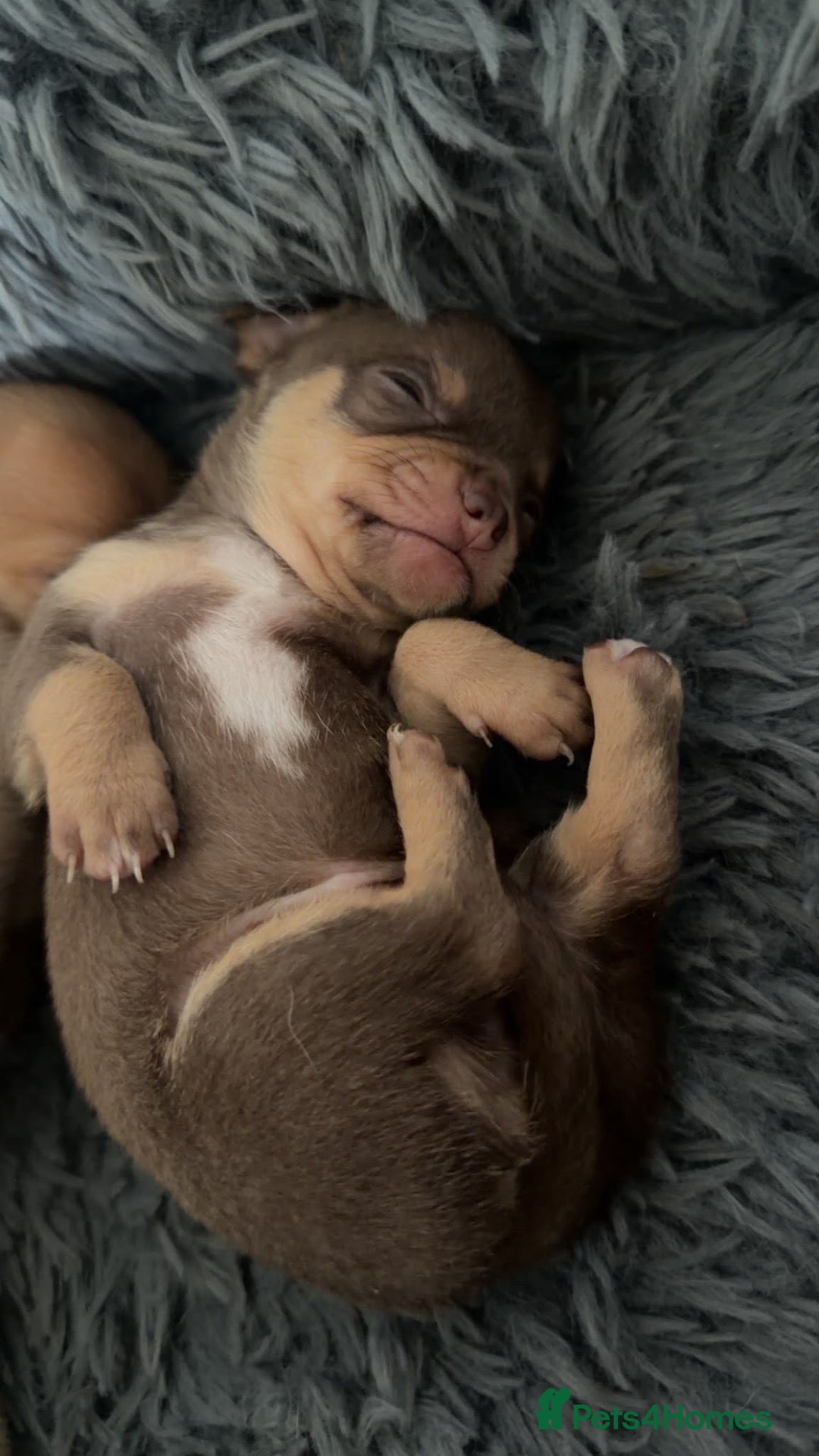 Chihuahua dogs Beautiful litter of chihuahua puppies  - Advert 4