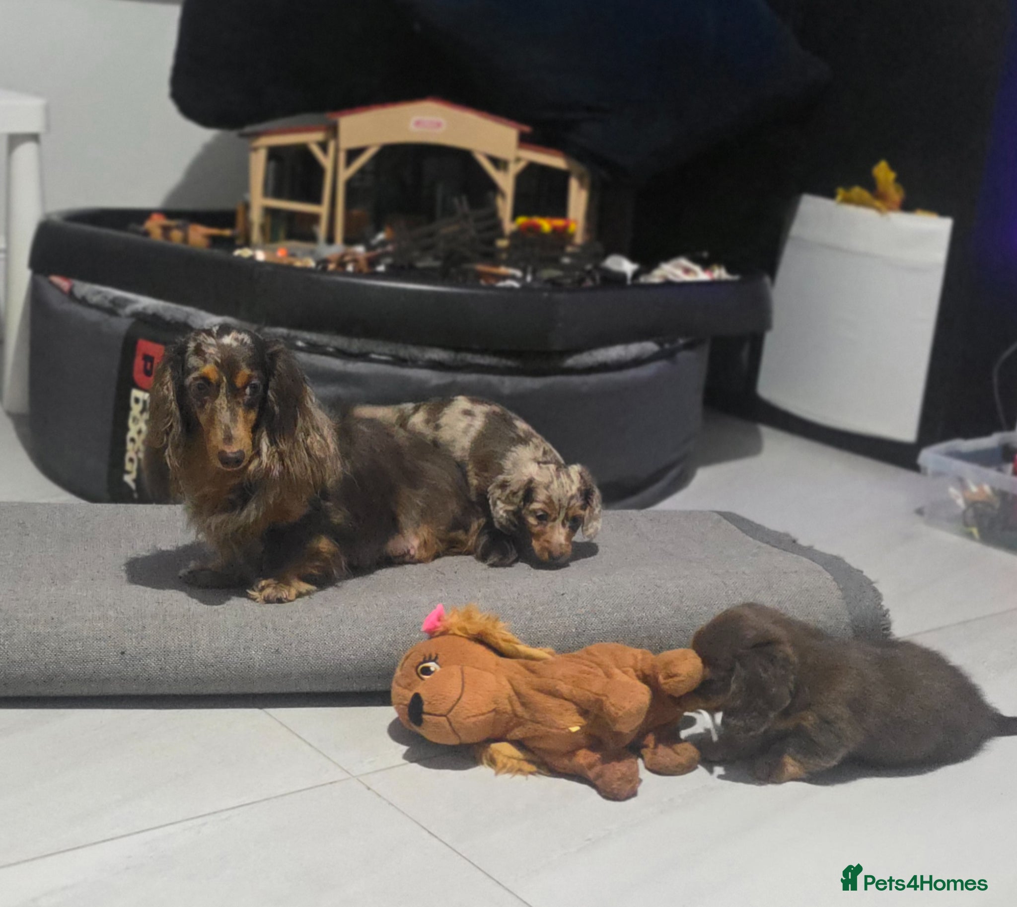Dachshund dogs Miniature long hair dapple daxie puppy's  - Advert 1