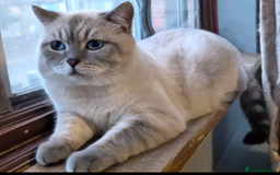 Scottish Fold cats for sale: Scottish Fold kittens -waiting list NOW OPEN! 😻 - Image 14