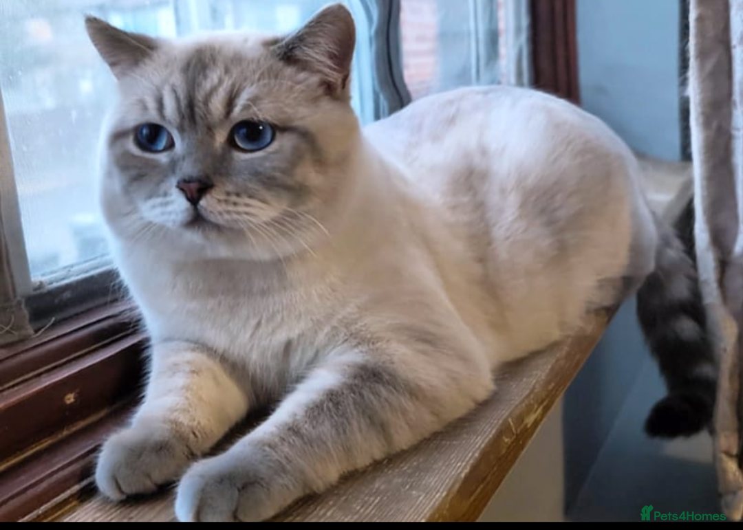 Scottish Fold cats for sale: Scottish Fold kittens -waiting list NOW OPEN! 😻 - Image 14