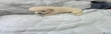 Golden Shepherd Puppy 1