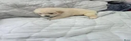 Golden Retriever dogs for sale: Golden retriever puppies in Cumnock - Advert 38
