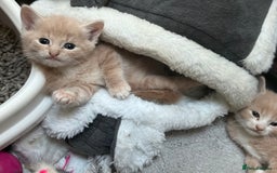Mixed Breed cats for sale: 4 Gorgeous Kittens Ready for Their Forever Homes! - Image 1