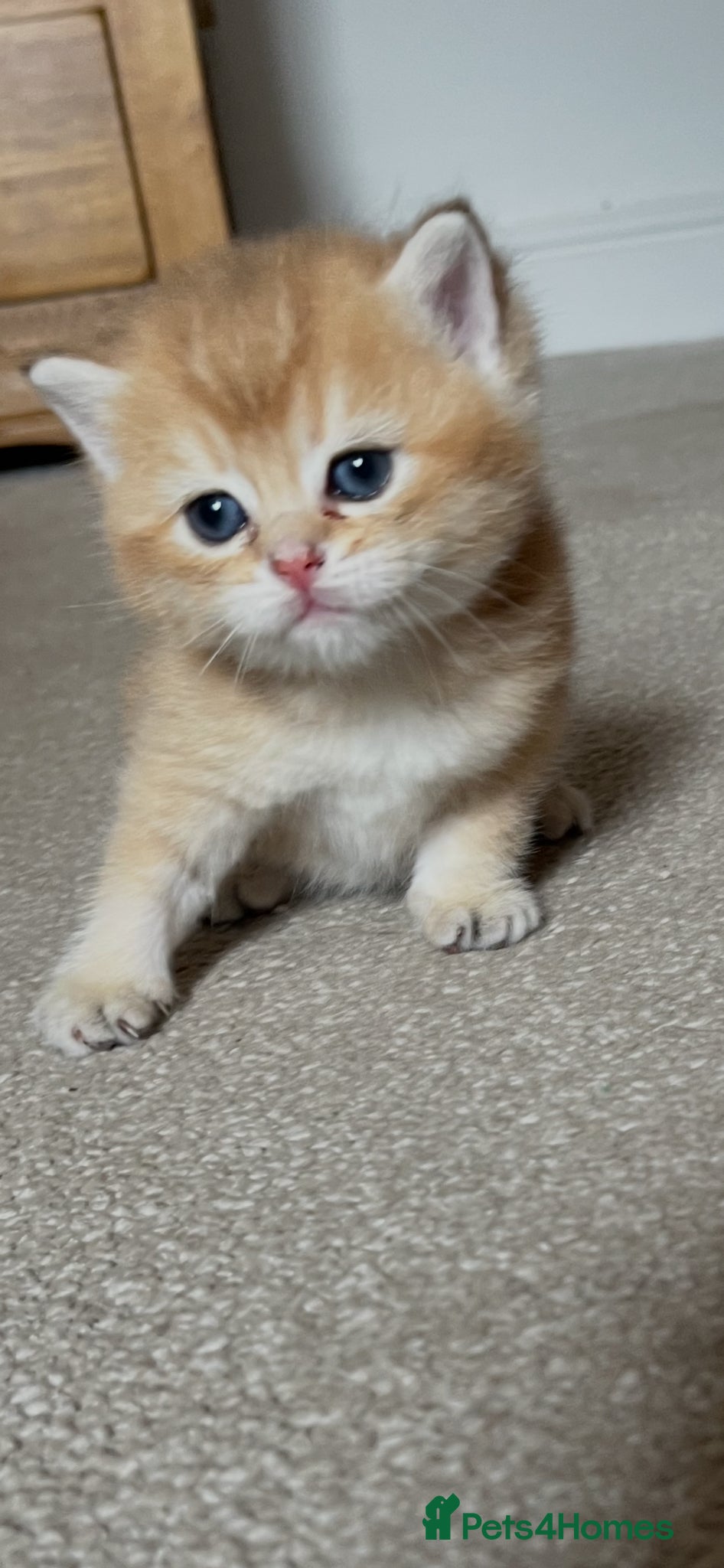 British Shorthair cats Gorgeous NY12 and NS25 GRAND CHAMPION bloodline  - Advert 1