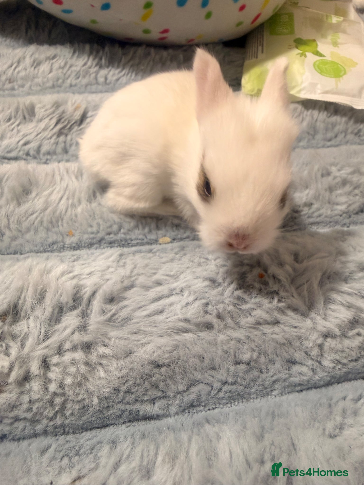 Mixed Breed rabbits for sale: Bunnies for sale - Advert 18