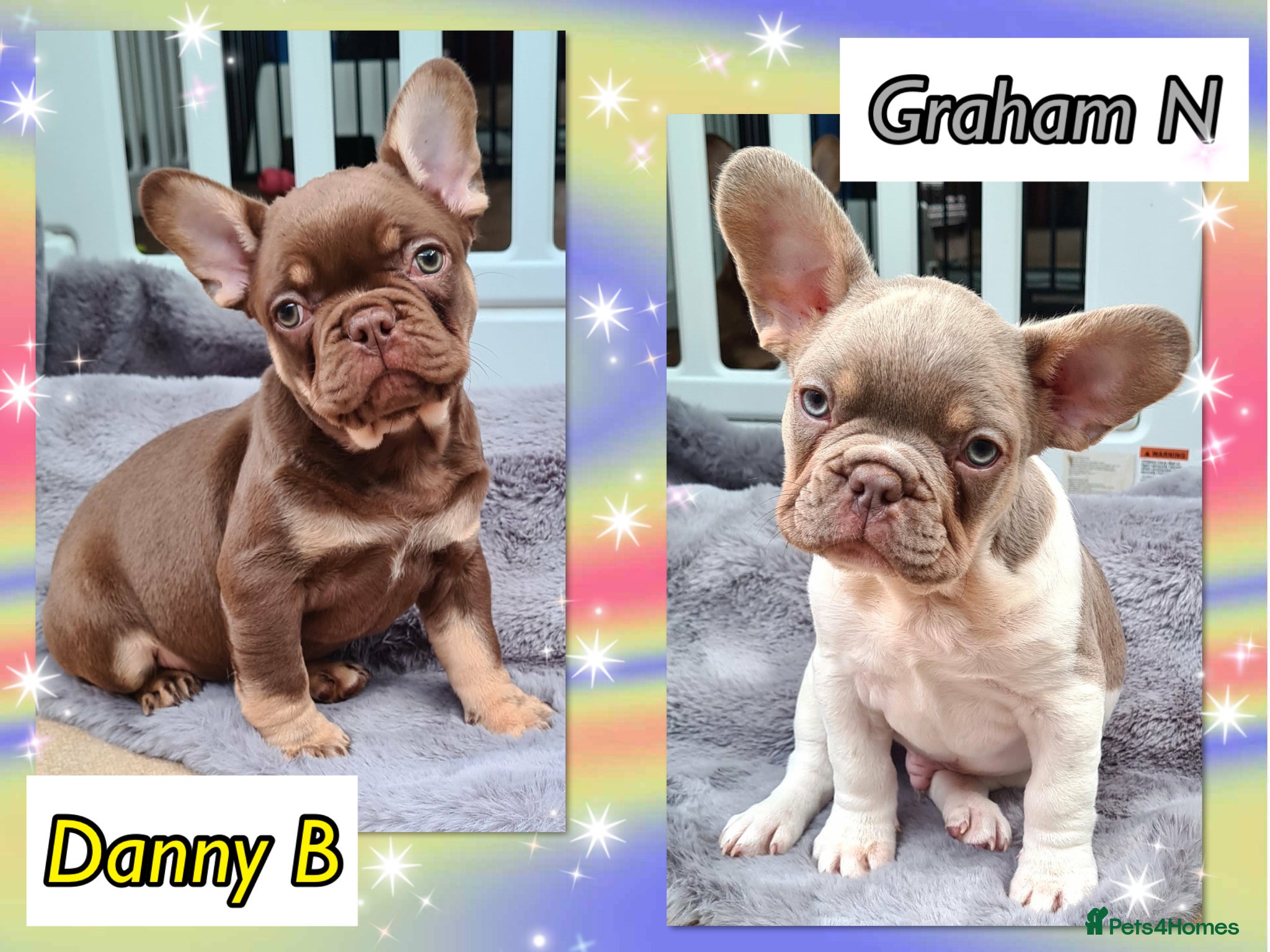 French Bulldog dogs Quality Puppies from highly health tested Parents - Advert 1