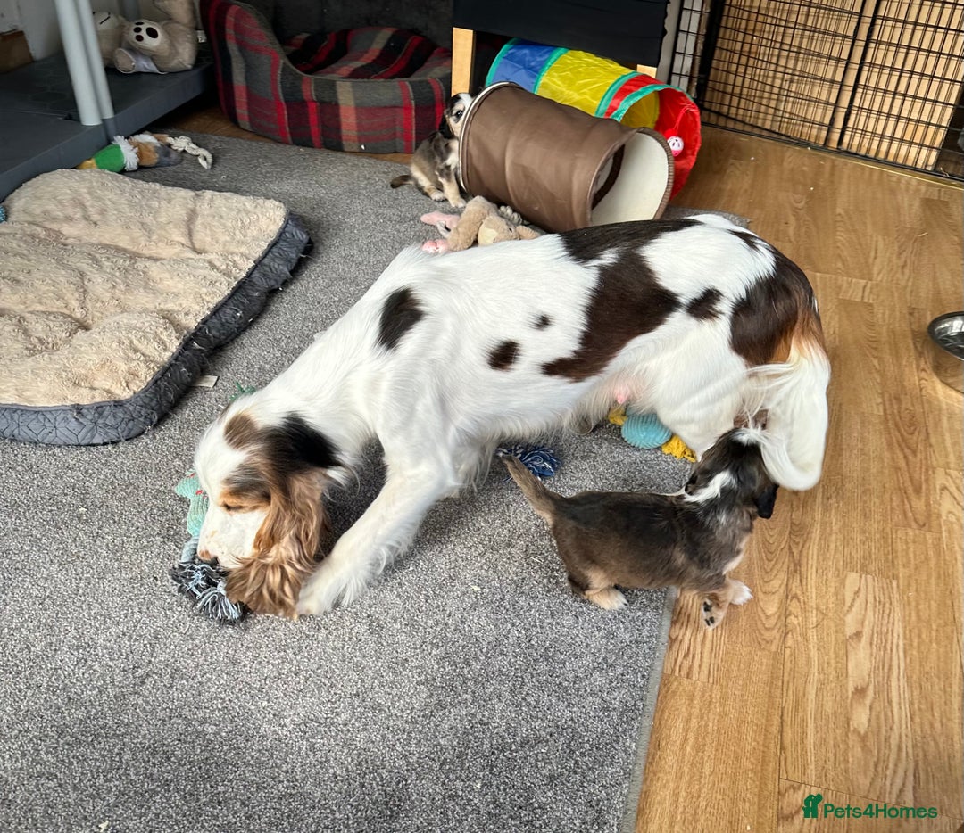 Cocker Spaniel dogs for sale: Beautiful sable puppies - Image 22