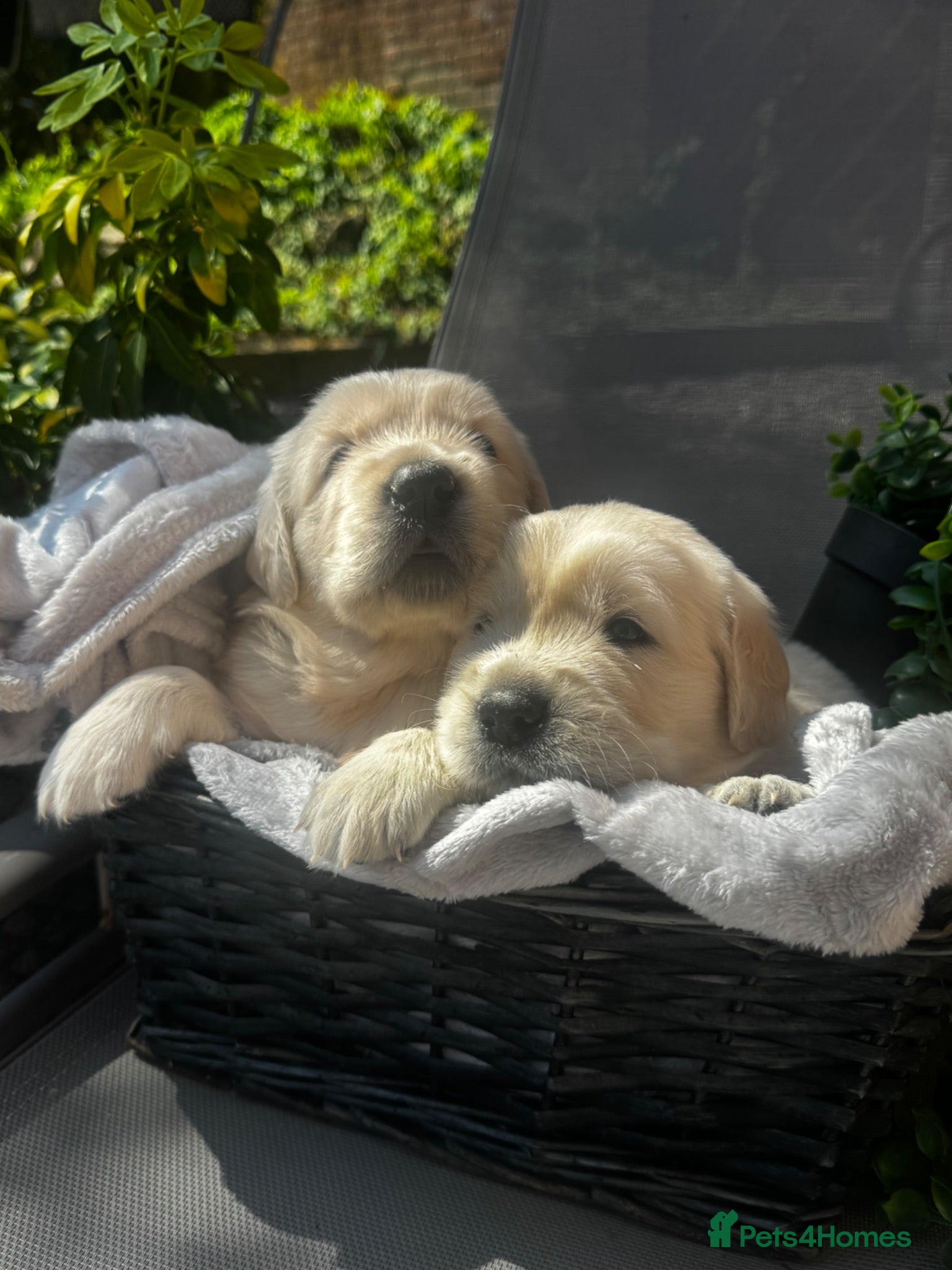 Golden Retriever dogs 9 exceptional Golden retriever  - Advert 2