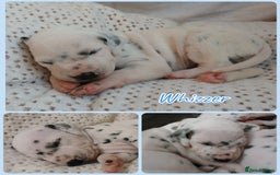 Dalmatian dogs for sale: Pedigree Dalmatian Puppies - Image 7