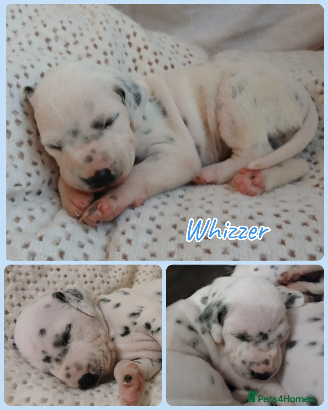 Dalmatian dogs for sale: Pedigree Dalmatian Puppies - Image 7
