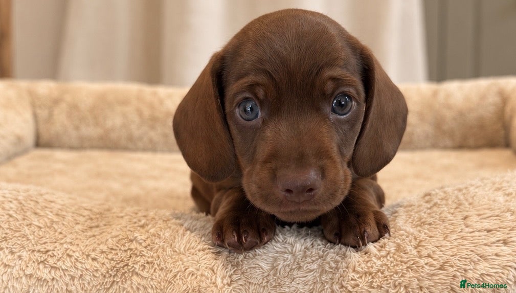 Miniature Dachshund dogs Miniature Smooth-Haired Dachshund Puppies Puppies - Advert 1