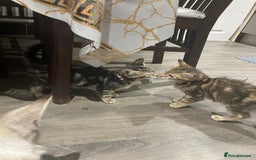 Mixed Breed cats for sale: 4 stunning tabby kittens - Image 3