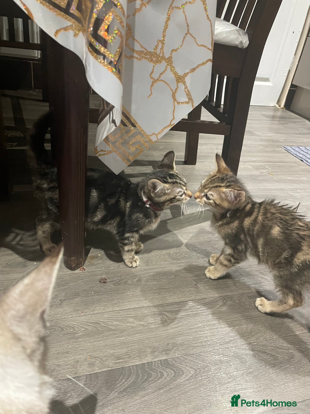 Mixed Breed cats for sale: 4 stunning tabby kittens - Image 3