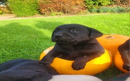 Labrador Retriever dogs for sale: Labrador puppies  - Image 3