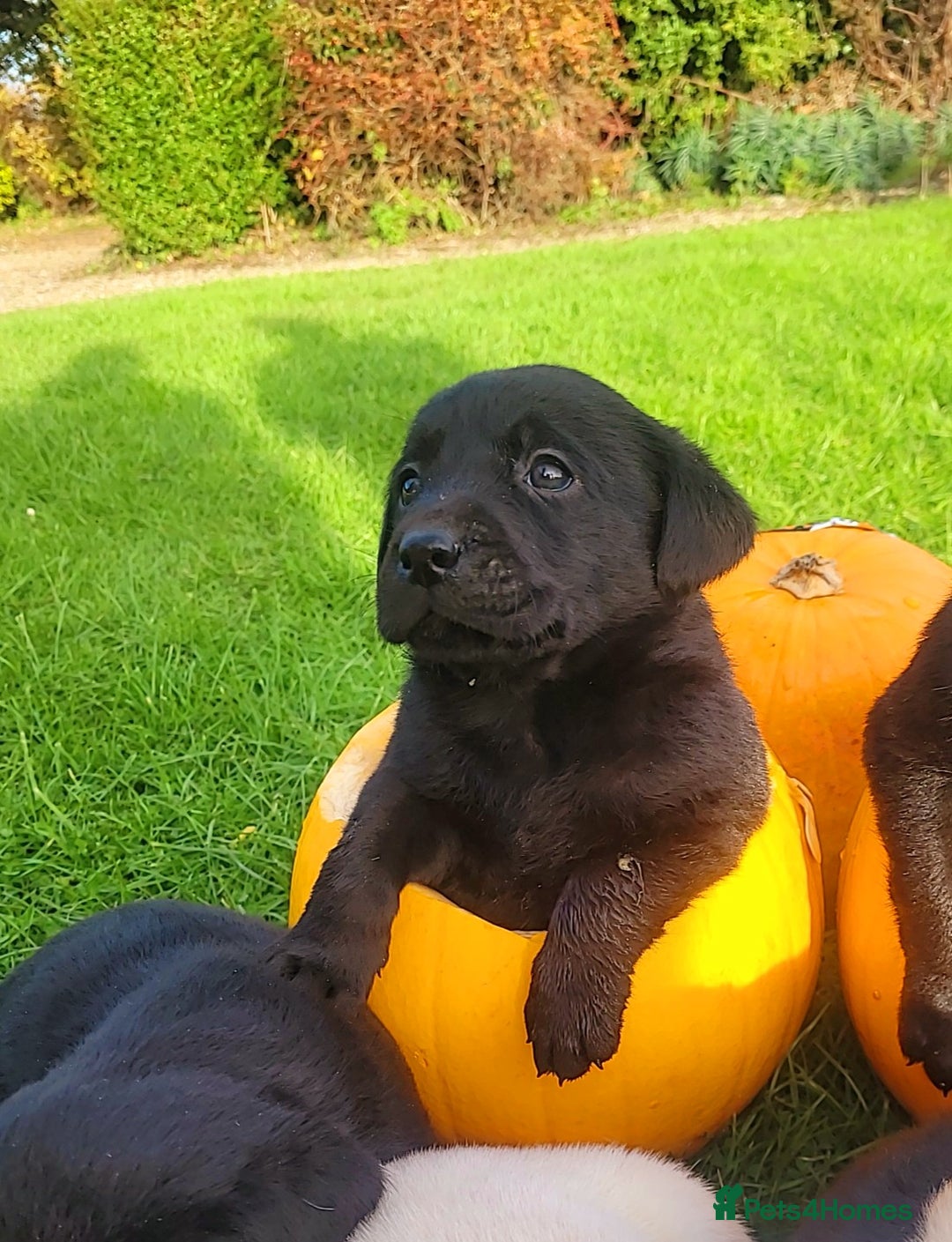 Labrador Retriever dogs for sale: Labrador puppies  - Image 3