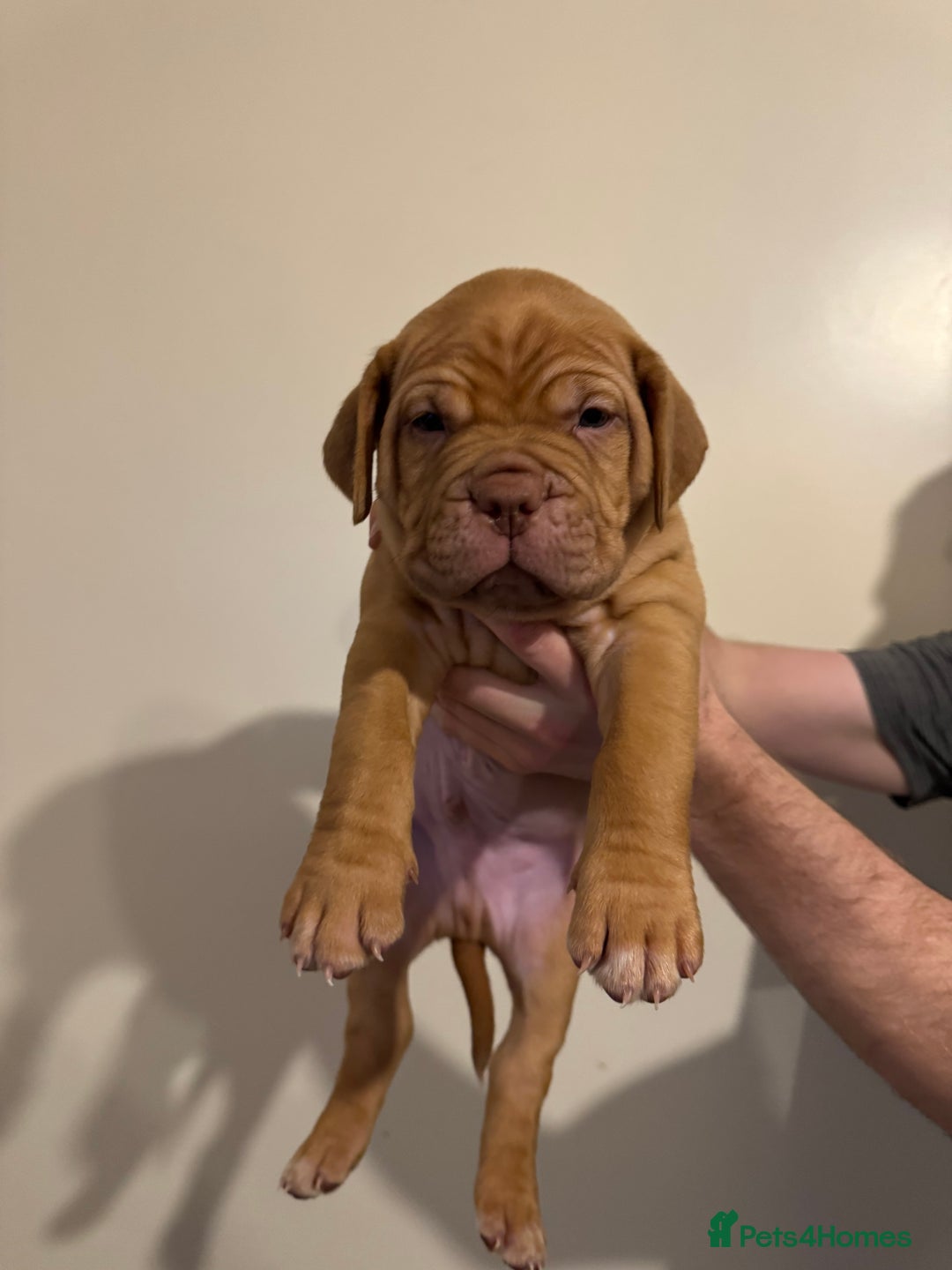 Dogue De Bordeaux dogs for sale: Dogue de Bordeaux pups for sale - Advert 15