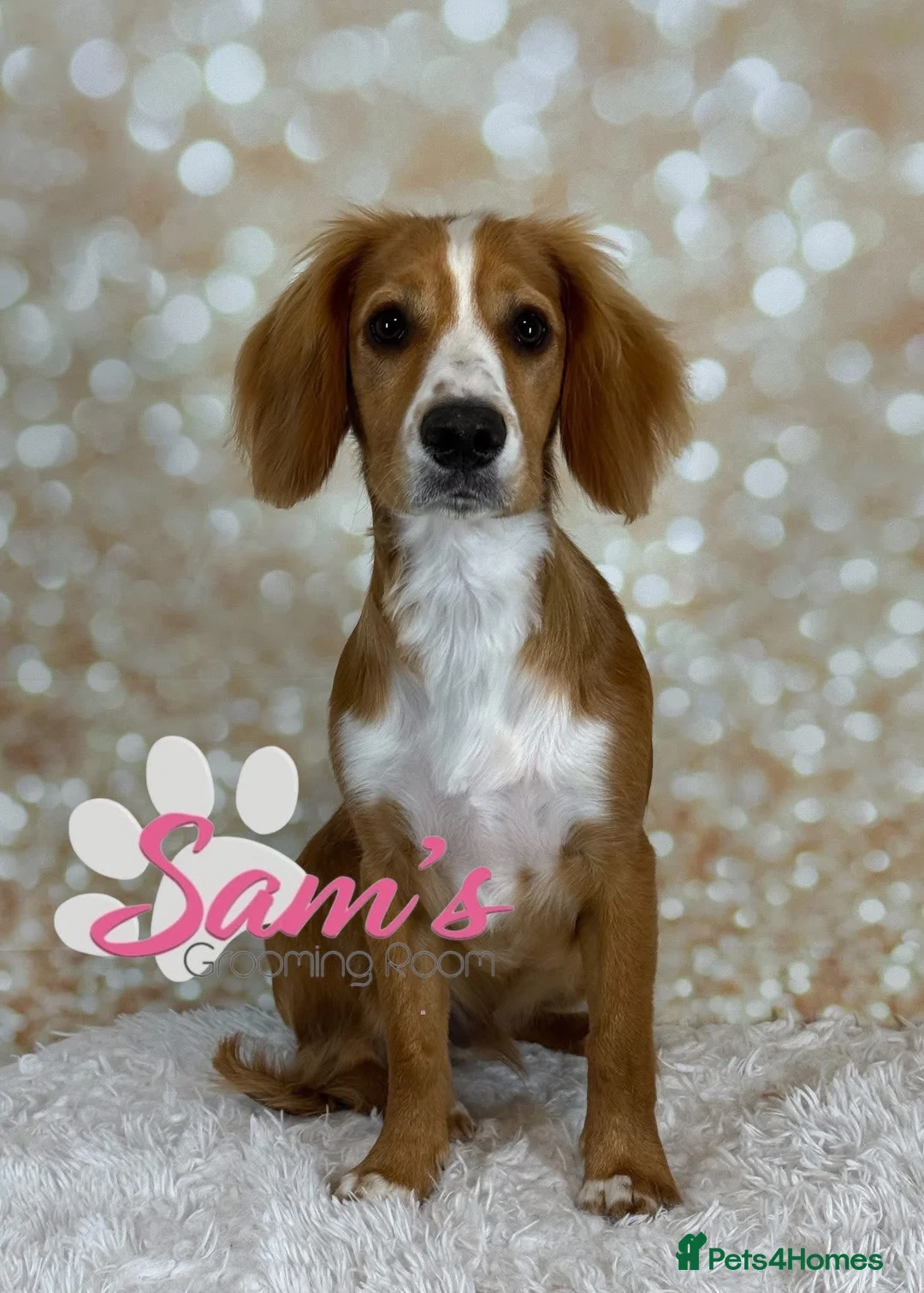 Cocker Spaniel dogs for stud: Stud  - Advert 5