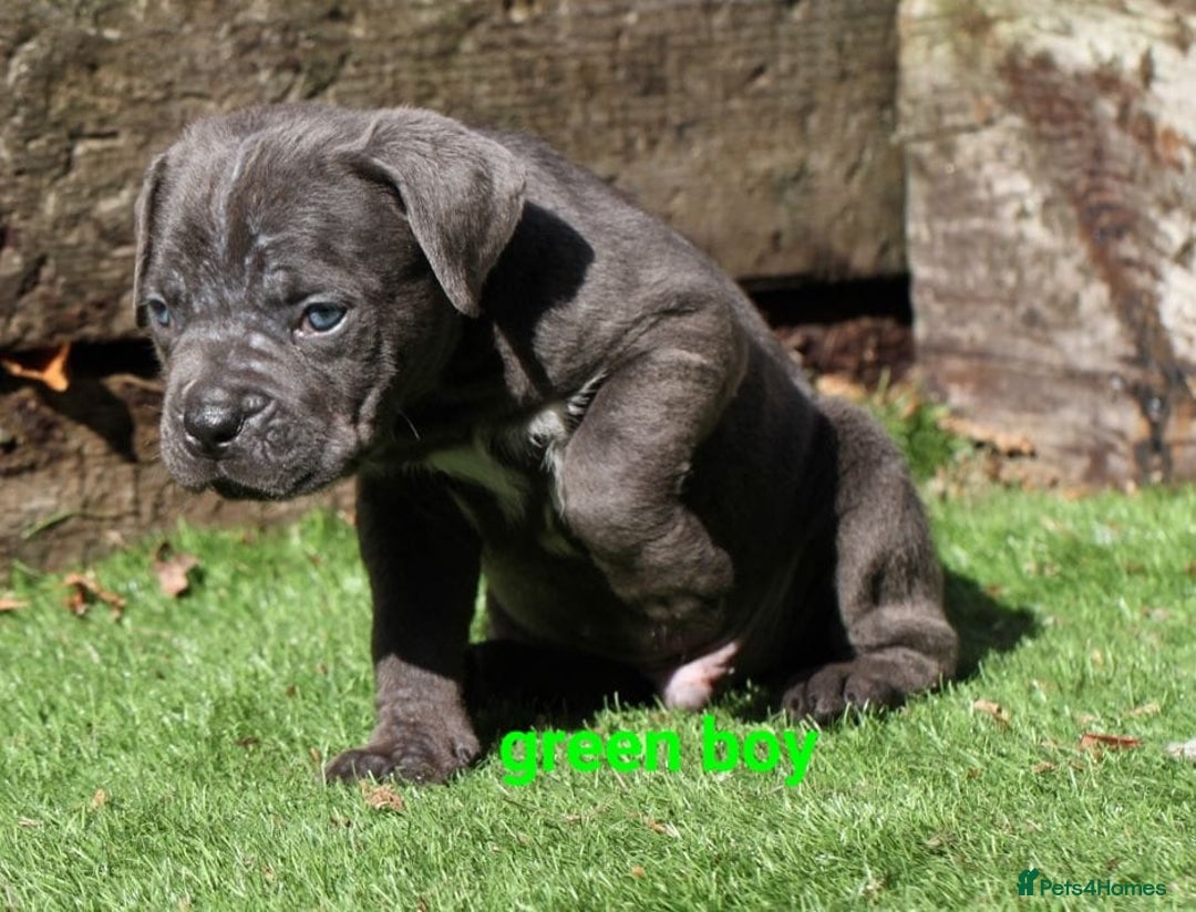 Cane Corso dogs for sale: Cane corso puppies ready to leave now - Image 16