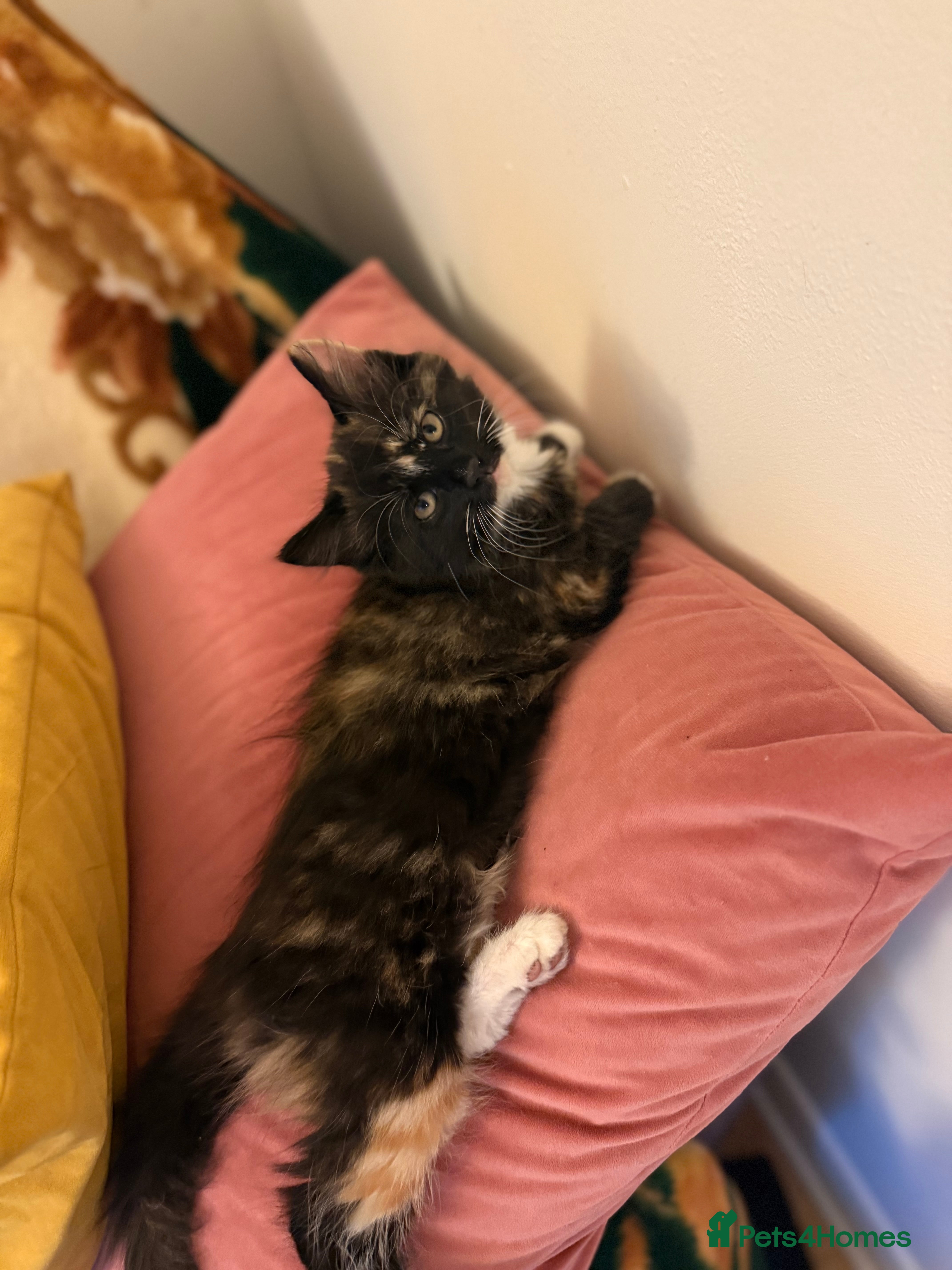 Mixed Breed cats 3 adorable kittens - Advert 1