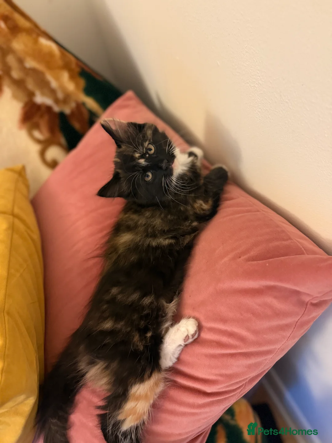 Mixed Breed cats for sale: 3 adorable kittens - Advert 1